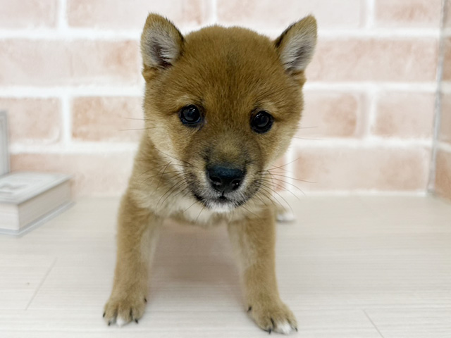 埼玉県の豆柴 (ペッツファースト埼玉大井店/2026年4月28日生まれ/男の子/赤)の子犬の1枚目の画像
