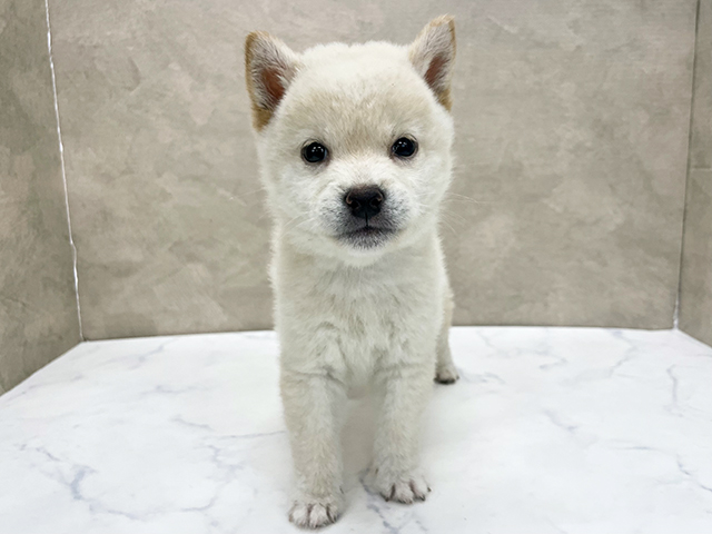 東京都の豆柴 (ペッツファースト八王子多摩美大前店/2026年4月20日生まれ/男の子/白)の子犬