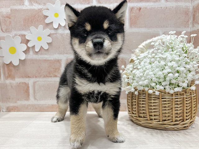 福岡県の豆柴 (ペッツファースト筑紫野店/2026年4月21日生まれ/男の子/黒)の子犬の1枚目の画像