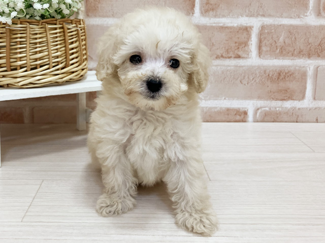 奈良県のトイプードル(ティーカップ) (ペッツファースト奈良登美ヶ丘店/2026年4月28日生まれ/女の子/ホワイト)の子犬の1枚目の画像