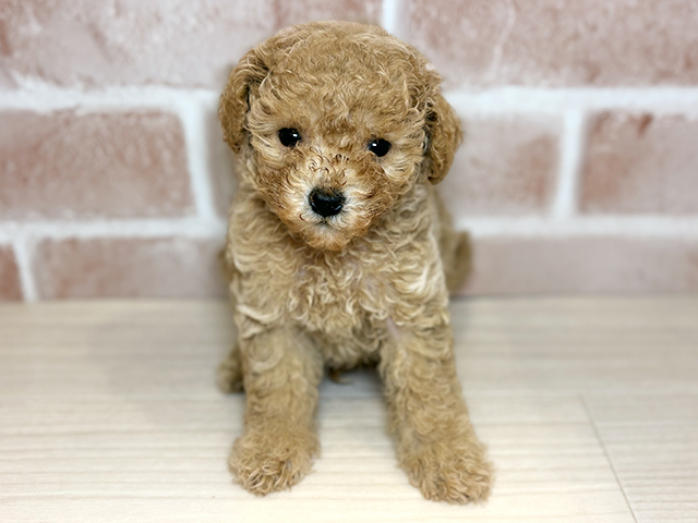 千葉県のトイプードル(ティーカップ) (ペッツファースト流山おおたかの森店/2026年4月27日生まれ/男の子/アプリコット)の子犬の1枚目の画像