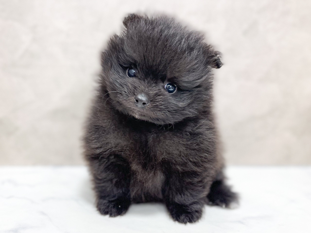 東京都のポメラニアン (ペッツファースト池袋店/2026年4月28日生まれ/男の子/ブラック)の子犬の1枚目の画像