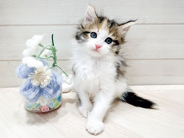 メインクーン, 性別 女の子, 誕生日 2026/04/21, 毛色 キャリコ, 出身 宮城県, 店舗 ららぽーと門真店(大阪府), お問い合わせ番号 2690307