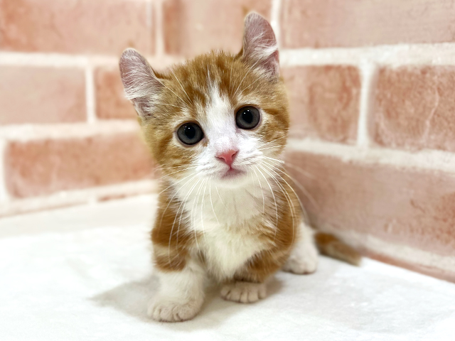 神奈川県のキンカロー (ペッツファーストfor cats横浜元町店/2026年4月28日生まれ/女の子/レッドタビーホワイト)の子猫の1枚目の画像
