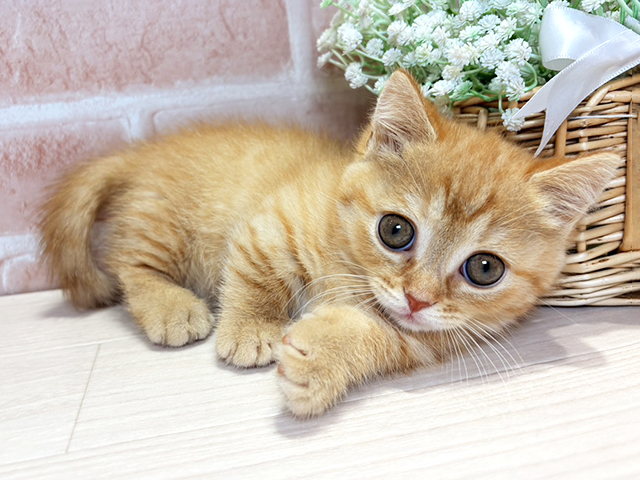 岡山県のマンチカン (ペッツファースト倉敷店/2026年4月27日生まれ/女の子/レッドタビー)の子猫の1枚目の画像
