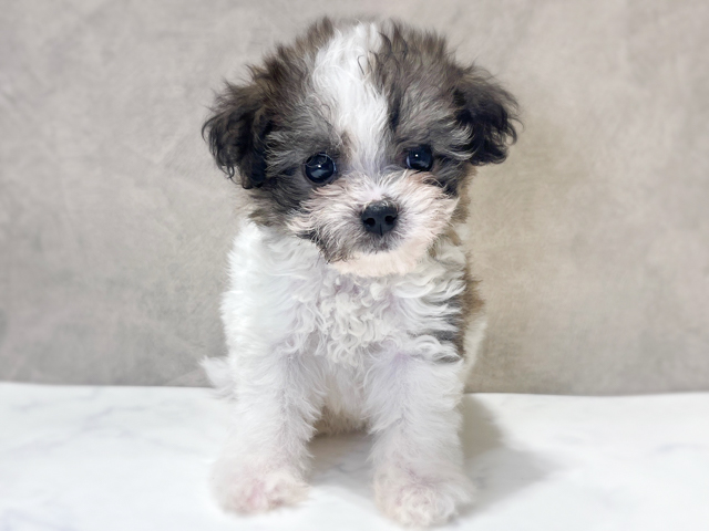千葉県のハーフ犬・ミックス犬 (ペッツファーストららぽーとTOKYO-BAY店/2026年4月29日生まれ/男の子/パーティーカラー)の子犬の1枚目の画像
