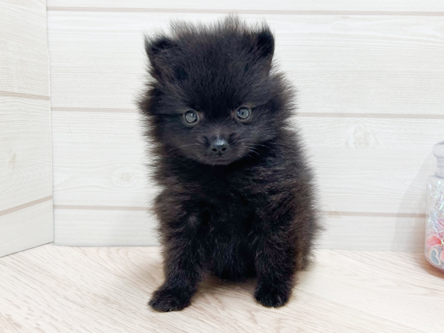 東京都のポメラニアン (ペッツファースト渋谷店/2026年4月29日生まれ/男の子/ブラック)の子犬の1枚目の画像