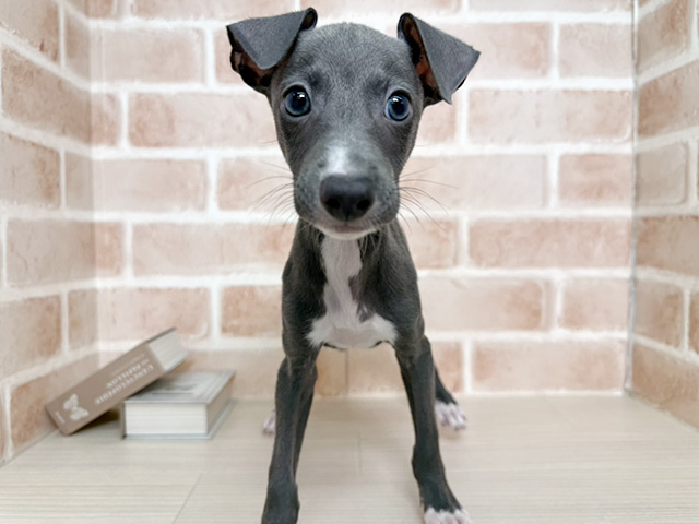 イタリアングレーハウンド
