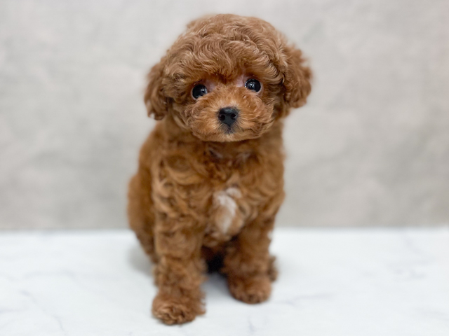 東京都のトイプードル(タイニー) (ペッツファースト池袋店/2026年4月29日生まれ/女の子/レッド)の子犬の1枚目の画像