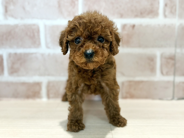 神奈川県のトイプードル(トイ) (ペッツファースト秦野店/2026年4月29日生まれ/女の子/レッド)の子犬の1枚目の画像