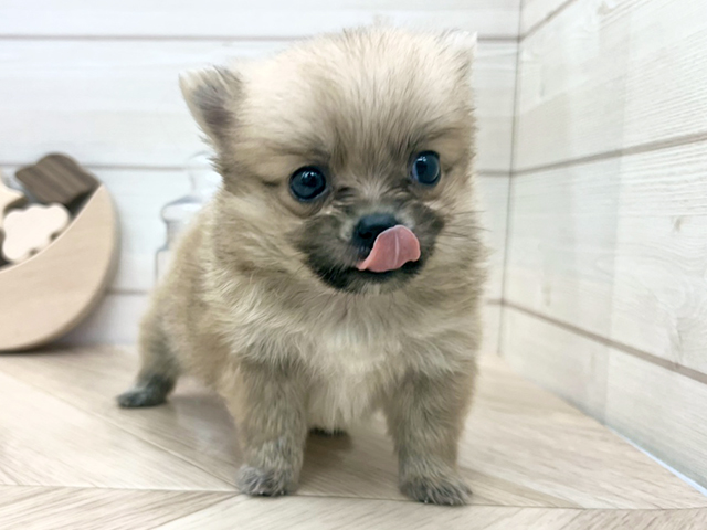 ポメチワ