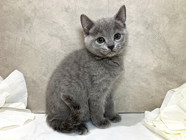 シャルトリュー, 性別 男の子, 誕生日 2026/04/30, 毛色 ブルー, 出身 埼玉県, 店舗 土浦店(茨城県), お問い合わせ番号 2602528