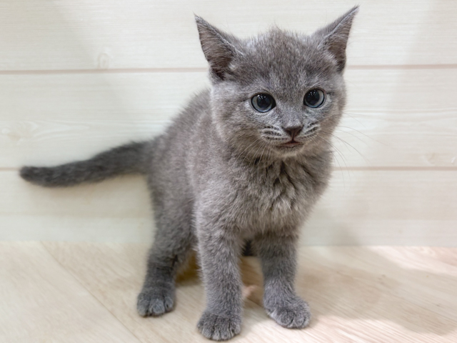 シャルトリュー, 性別 女の子, 誕生日 2026/04/30, 毛色 ブルー, 出身 埼玉県, 店舗 福岡天神店(福岡県), お問い合わせ番号 2602529