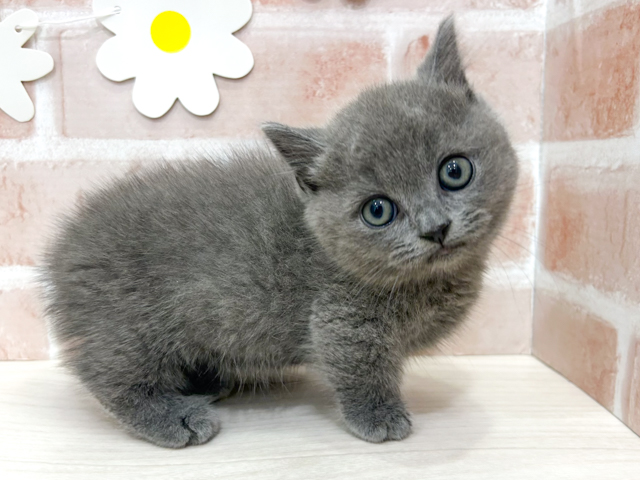 東京都のマンチカン (ペッツファーストお台場店/2026年4月30日生まれ/男の子/ブルー)の子猫の1枚目の画像