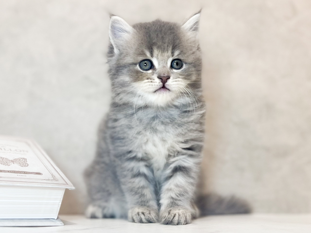 東京都のラガマフィン (ペッツファースト原宿店/2026年4月28日生まれ/男の子/ブルータビー)の子猫の1枚目の画像