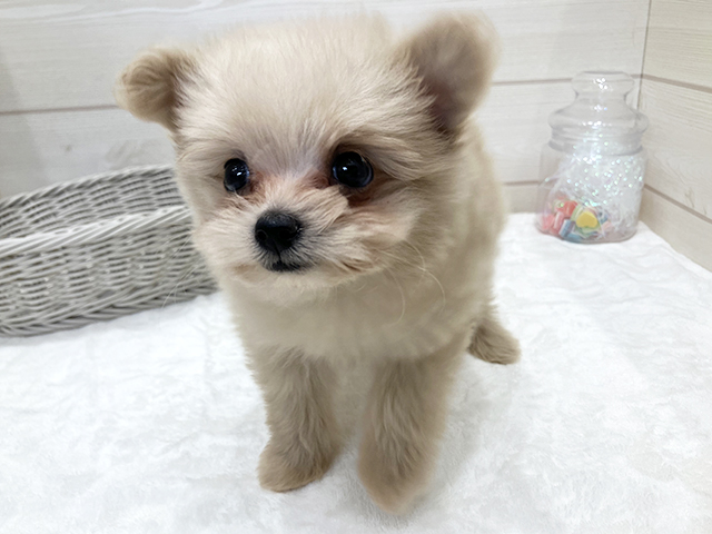 広島県のポメプー(ポメラニアン×プードル) (ペッツファースト広島府中店/2026年4月27日生まれ/男の子/アプリコット)の子犬
