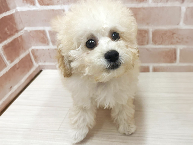 埼玉県のトイプードル(トイ) (ペッツファースト春日部店/2026年3月9日生まれ/女の子/クリーム)の子犬の1枚目の画像