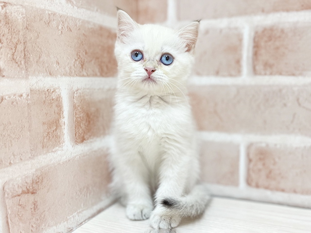 ブリティッシュ