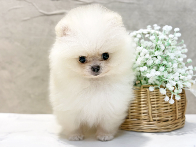 東京都のポメラニアン (ペッツファースト恵比寿店/2026年4月30日生まれ/男の子/クリーム)の子犬の1枚目の画像