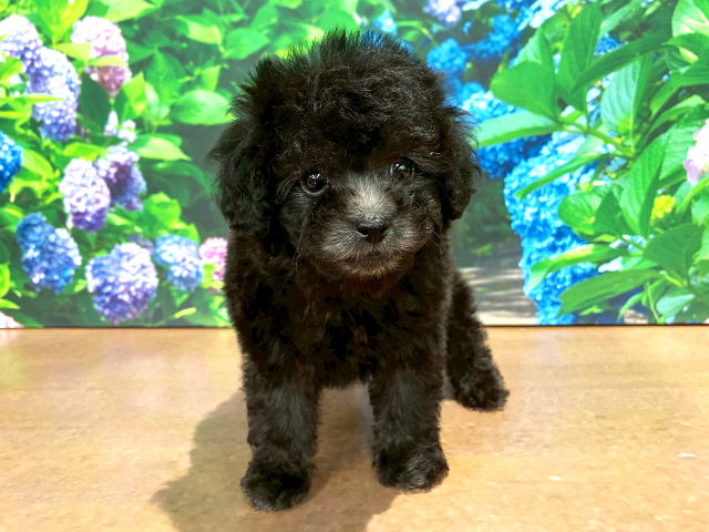 埼玉県のトイプードル(トイ) (ペッツファースト与野店/2026年5月1日生まれ/男の子/シルバー)の子犬の1枚目の画像
