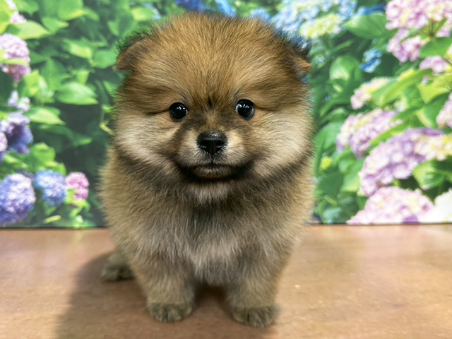 埼玉県のポメラニアン (ペッツファースト与野店/2026年5月3日生まれ/女の子/オレンジ)の子犬の1枚目の画像