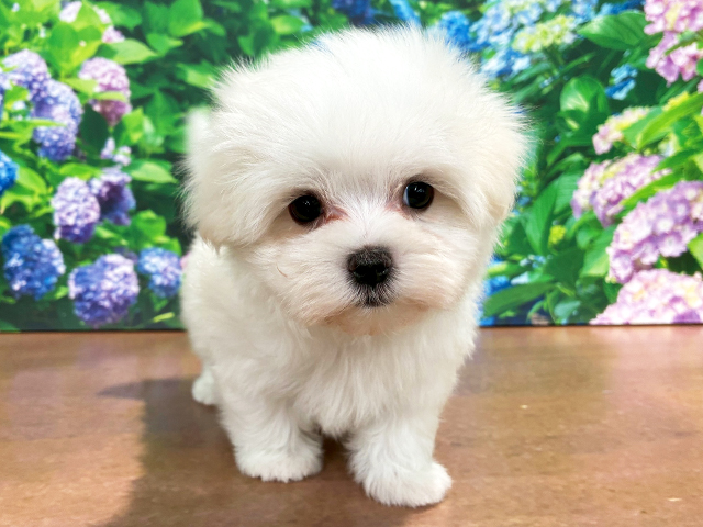 埼玉県のマルチーズ (ペッツファースト与野店/2026年5月2日生まれ/男の子/ホワイト)の子犬の1枚目の画像