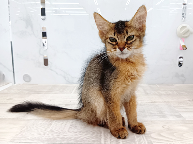 東京都のソマリ (ペッツファーストビバホーム豊洲店/2026年3月16日生まれ/男の子/ルディ)の子猫の1枚目の画像