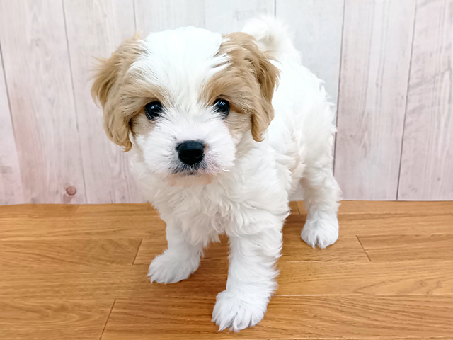 2026年4月30日生まれのハーフ犬・ミックス犬