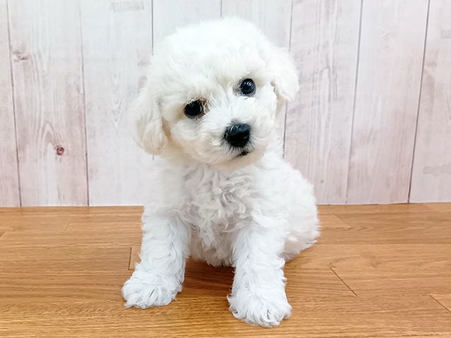ビションフリーゼ, 性別 男の子, 誕生日 2026/05/01, 毛色 ホワイト, 出身 愛媛県, 店舗 埼玉大井店(埼玉県), お問い合わせ番号 500629216