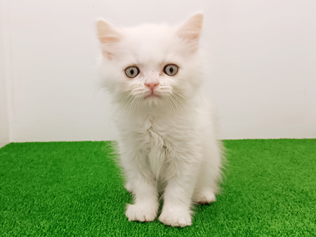富山県のミヌエット (ペッツファースト富山店/2026年5月4日生まれ/男の子/クリームホワイト)の子猫の1枚目の画像
