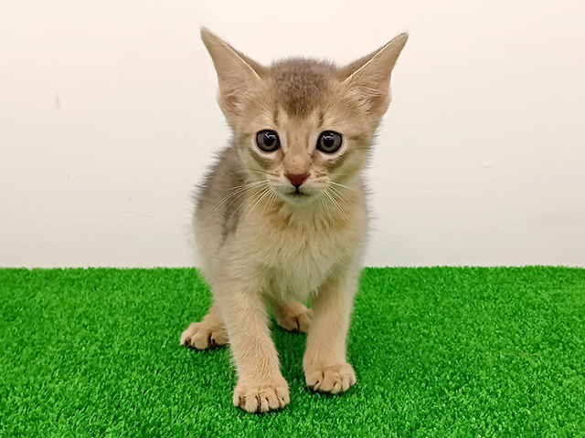 富山県のアビシニアン (ペッツファースト富山店/2026年5月5日生まれ/男の子/ブルー)の子猫の1枚目の画像