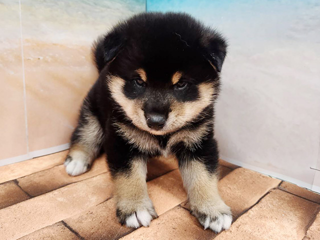柴犬, 性別 男の子, 誕生日 2026/05/05, 毛色 黒, 出身 群馬県, 店舗 久喜菖蒲店(埼玉県), お問い合わせ番号 200020529