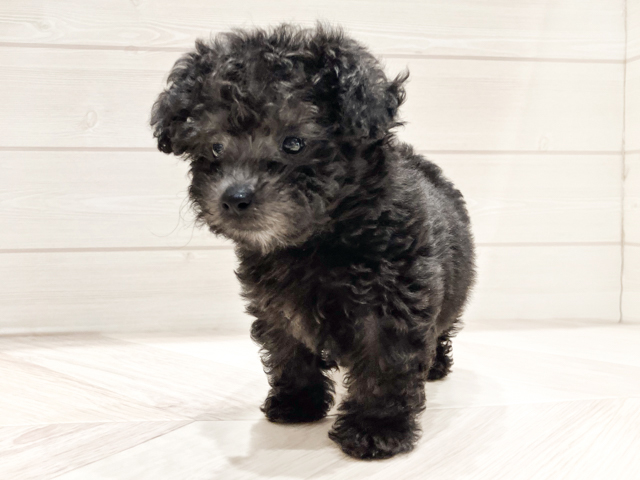 東京都のトイプードル(タイニー) (ペッツファースト豊洲店/2026年5月4日生まれ/男の子/シルバー)の子犬の1枚目の画像