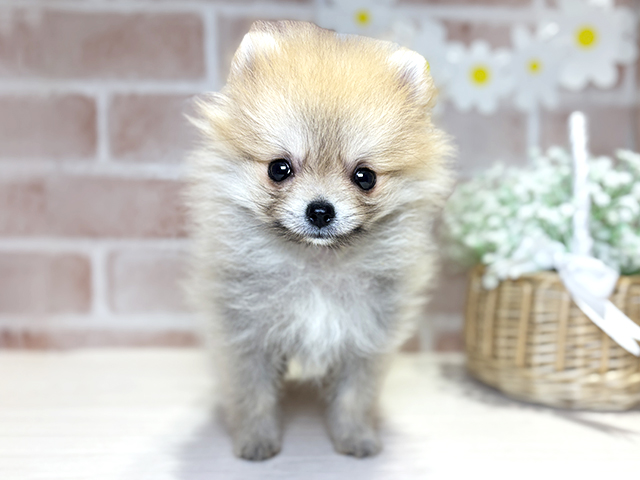 岡山県のポメラニアン (ペッツファースト倉敷店/2026年5月3日生まれ/女の子/オレンジ)の子犬の1枚目の画像