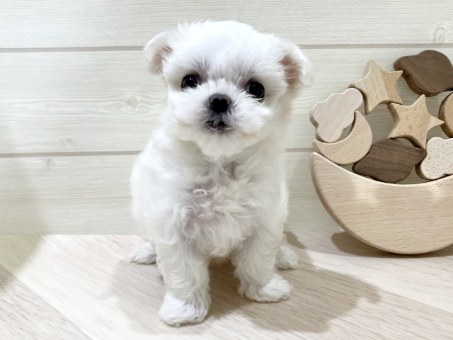 鳥取県のマルプー(マルチーズ×プードル) (ペッツファースト日吉津店/2026年5月3日生まれ/男の子/ホワイトクリーム)の子犬の1枚目の画像