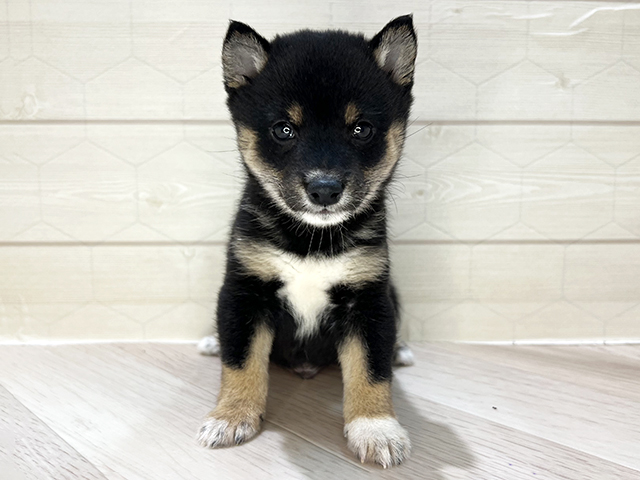 埼玉県の豆柴 (ペッツファーストレイクタウン店/2026年5月4日生まれ/男の子/黒)の子犬