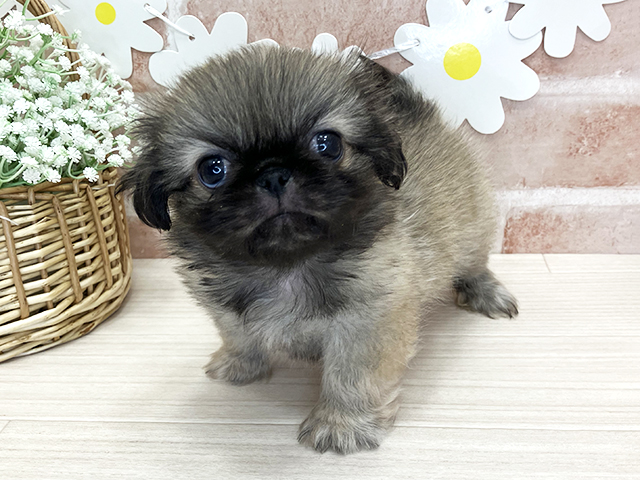 鹿児島県のペキニーズ (ペッツファースト鹿児島店/2026年5月4日生まれ/女の子/フォーン)の子犬の1枚目の画像