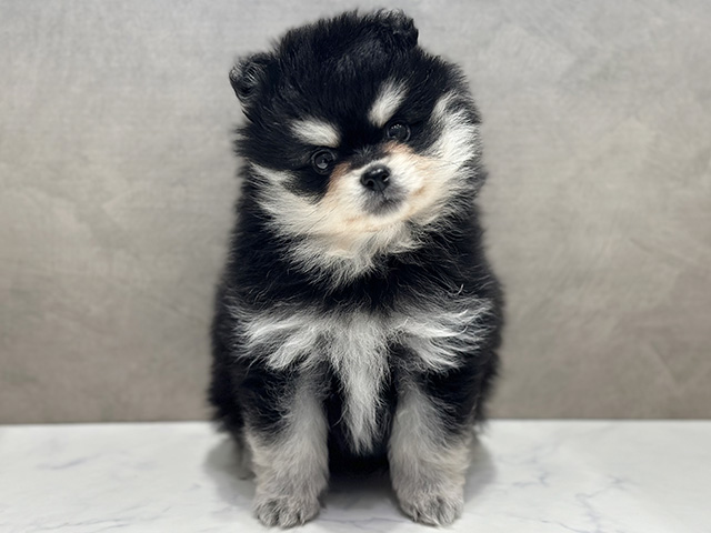 大阪府のハーフ犬・ミックス犬 (ペッツファースト心斎橋本店/2026年5月4日生まれ/男の子/ブラックホワイト)の子犬の1枚目の画像