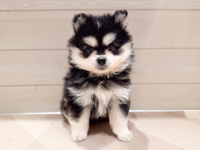 東京都のハーフ犬・ミックス犬 (ペッツファースト豊洲店/2026年5月4日生まれ/男の子/ブラックホワイト)の子犬の1枚目の画像