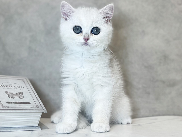 ブリティッシュ