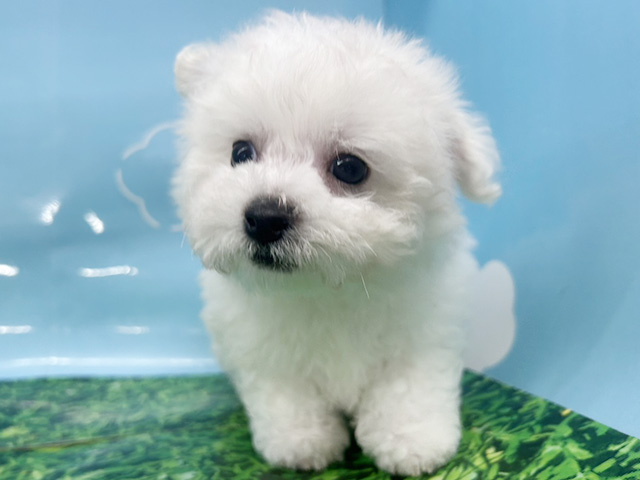 神奈川県のポメビション(ポメラニアン×ビションフリーゼ) (ペッツファースト湘南平塚店/2026年5月7日生まれ/男の子/ホワイト)の子犬の1枚目の画像
