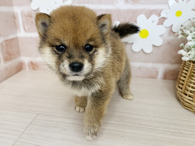 鹿児島県の豆柴 (ペッツファースト鹿児島店/2026年5月1日生まれ/男の子/赤)の子犬の1枚目の画像