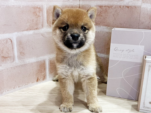 千葉県の豆柴 (ペッツファースト市川妙典店/2026年4月28日生まれ/男の子/赤)の子犬の1枚目の画像