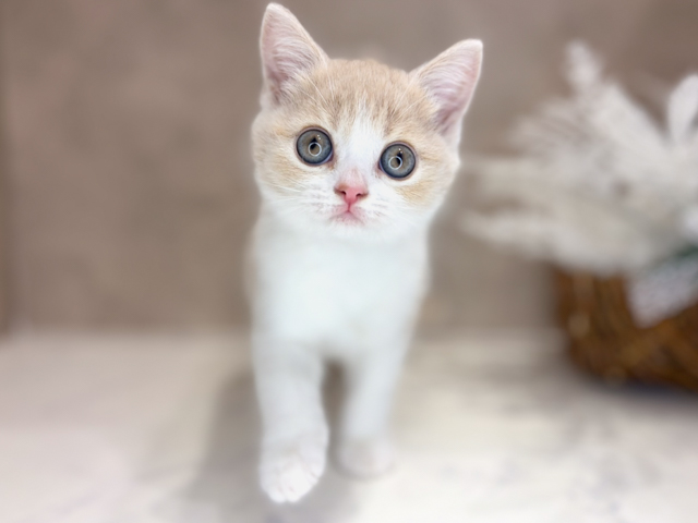 ブリティッシュ