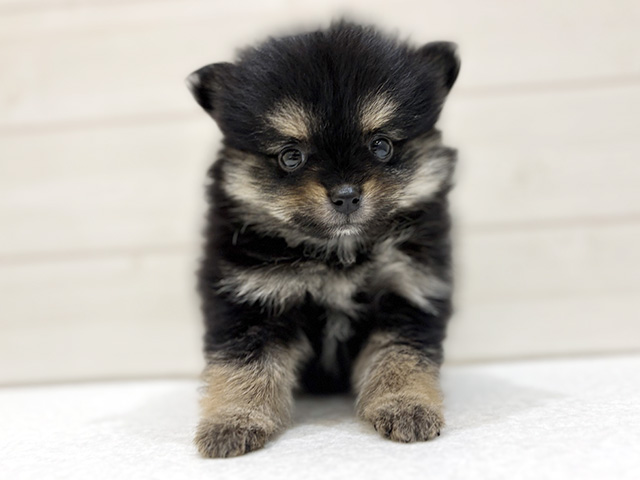 大阪府のポメラニアン (ペッツファースト梅田店/2026年5月5日生まれ/男の子/ブラックタン)の子犬