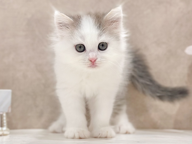 東京都のラガマフィン (ペッツファースト新宿店/2026年5月2日生まれ/男の子/ブルータビーホワイト)の子猫の1枚目の画像
