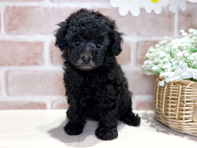 岡山県のトイプードル(タイニー) (ペッツファースト倉敷店/2026年5月6日生まれ/女の子/シルバー)の子犬の1枚目の画像