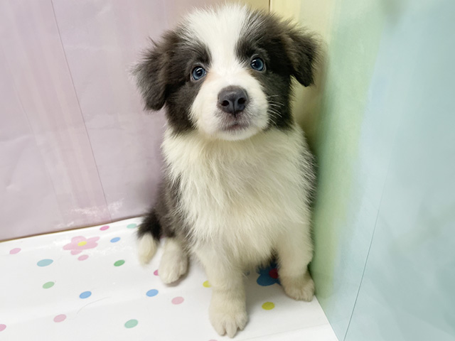 神奈川県のボーダーコリー (ペッツファースト湘南平塚店/2026年5月3日生まれ/女の子/ブルーホワイト)の子犬