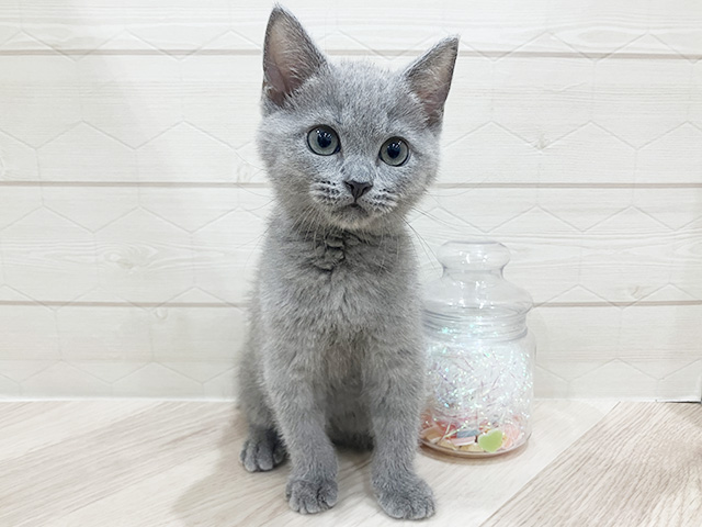 シャルトリュー, 性別 男の子, 誕生日 2026/04/30, 毛色 ブルー, 出身 埼玉県, 店舗 吉祥寺サンロード店(東京都), お問い合わせ番号 2602743