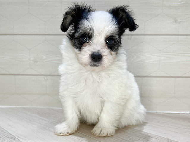 埼玉県のハーフ犬・ミックス犬 (ペッツファーストレイクタウン店/2026年5月7日生まれ/男の子/パーティーカラー)の子犬の1枚目の画像